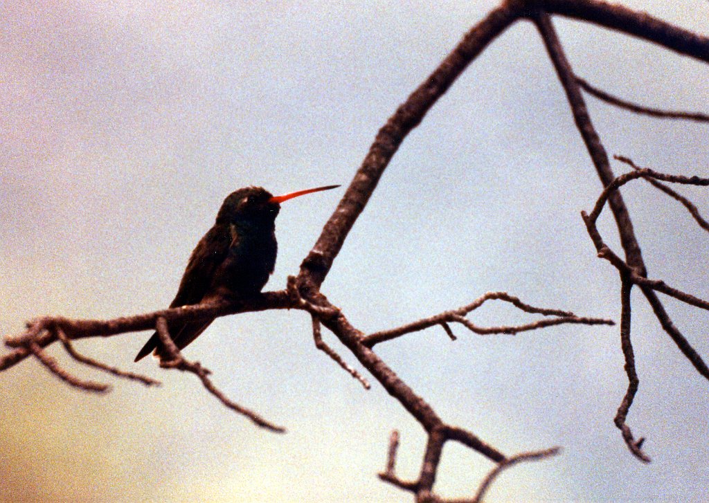 Hummingbird, Broad-billed 5, def.jpg - Broad-billed Hummingbird